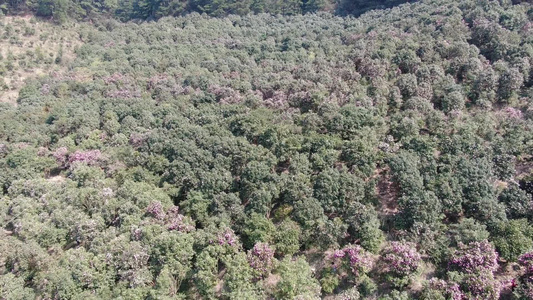 漫山遍野山茶花盛开航拍 视频