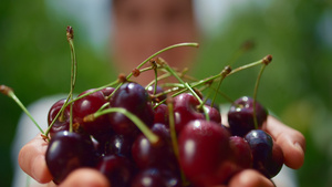农民手拿着樱桃在花园温室里展示甜浆果生态产品12秒视频