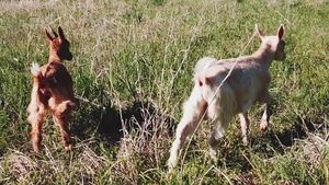两个山羊宝宝站在长长的夏草地上慢动作14秒视频