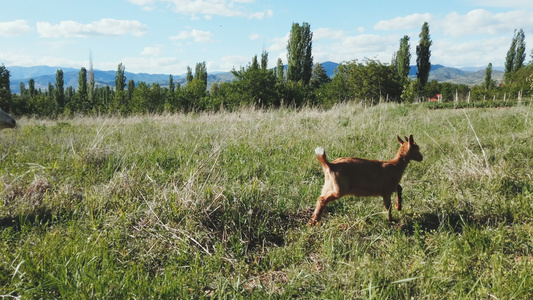 小山羊在阳光明媚的日子在绿地上奔跑视频