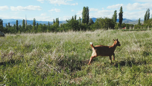 小山羊在阳光明媚的日子在绿地上奔跑25秒视频