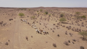 干旱沙漠地貌的山羊11秒视频
