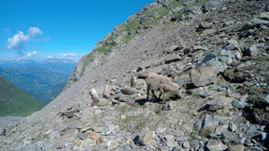 在自然山丘山脉环境放牧的野生山羊4k10秒视频