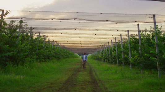 男人农民独自在美丽的日落果园树园里散步视频