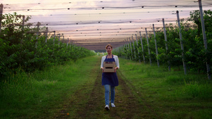 女农艺师在花园里散步在种植园里拿着樱桃收获果盒20秒视频