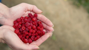种植园艺和果实妇女手中握着新鲜的草莓10秒视频