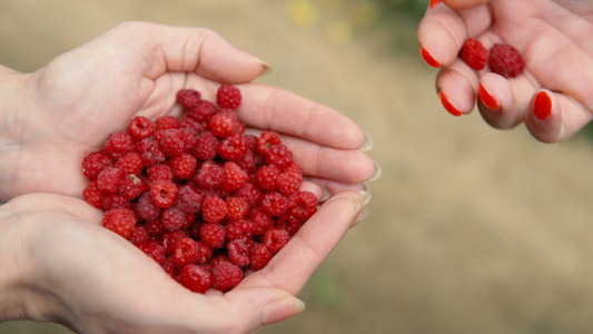 妇女从农场里采集新鲜的草莓果视频