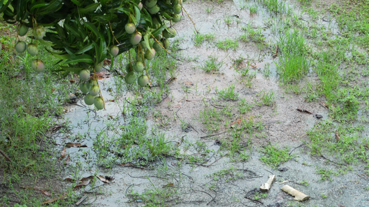 雨后的农村绿植景观实拍视频