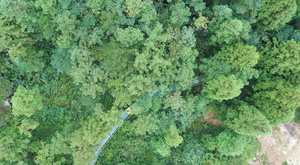 竹林中的滑道漂流航拍4K视频24秒视频