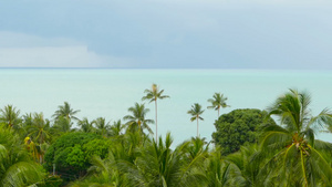 热带海岸有椰子绿色棕榈树15秒视频