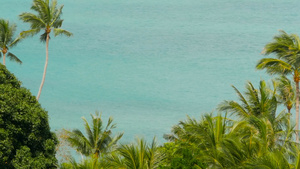 热带海岸有外来椰子绿色棕榈树和黄风海水19秒视频