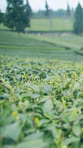 实拍采茶的茶农手特写视频素材视频