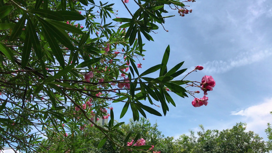 公园里的花草树木视频