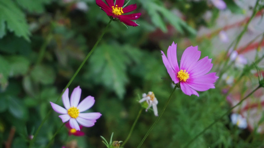 彩色野菊花视频