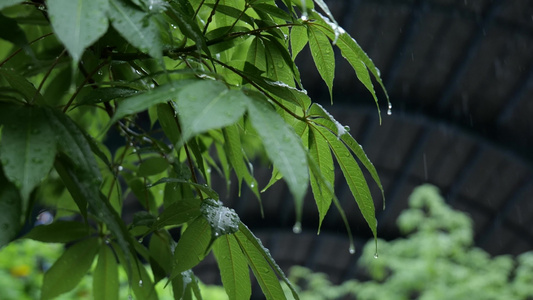 唯美春雨下雨雨天空镜头视频