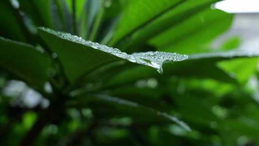 唯美春雨下雨雨天空镜头视频