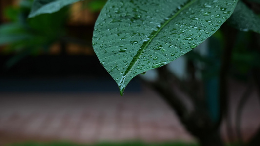 唯美春雨下雨雨天空镜头视频