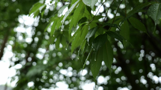 唯美春雨下雨雨天空镜头视频