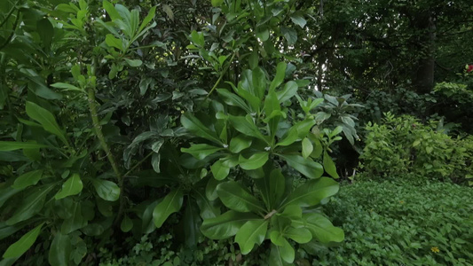 在印地海的一个岛屿上花朵和植物的异国情味视频