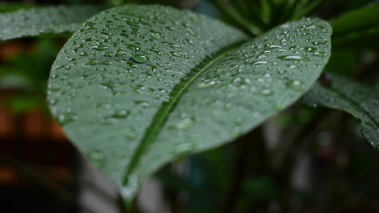 唯美春雨下雨雨天空镜头视频