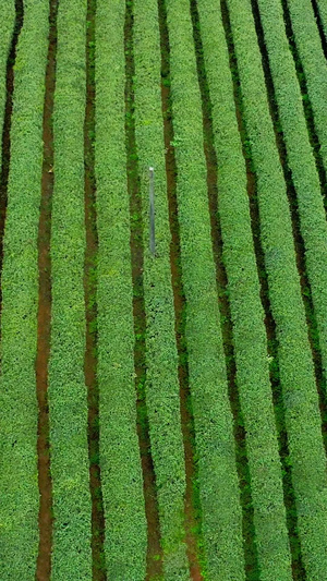 航拍茶园整齐的茶树视频素材春茶节11秒视频