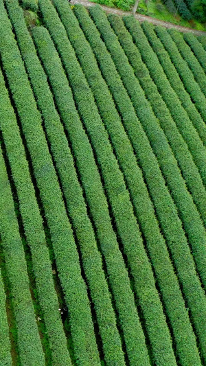 航拍茶园整齐的茶树视频素材春茶节11秒视频