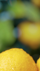 下雨中的柠檬水果乳制品视频