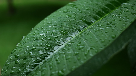 唯美春雨下雨雨天空镜头视频