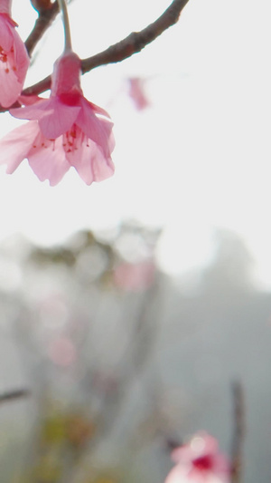 唯美阳光春天花朵绽放22秒视频