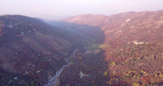 秋山森林无人机的最高视野视频