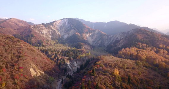 秋山森林无人机的最高视野视频