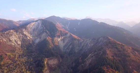 秋山森林无人机的最高视野视频