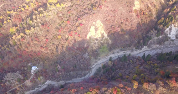 秋山森林无人机的最高视野视频