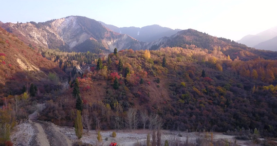 秋山森林无人机的最高视野视频