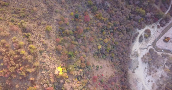 秋山森林无人机的最高视野视频