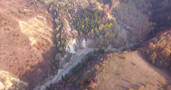 秋山森林无人机的最高视野视频