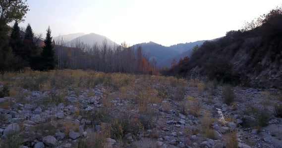 秋山森林无人机的最高视野视频