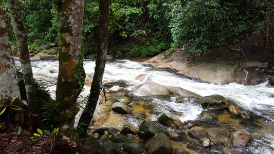 绿树和河水流在胡曼木嘴唇上视频