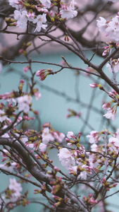 春天花季花期盛开的白色樱花素材城市宣传视频
