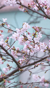 春天花季花期盛开的白色樱花素材生机勃勃视频