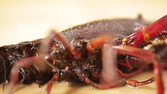 黑壳污染小龙虾视频