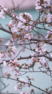 春天花季花期盛开的白色樱花素材生机勃勃视频