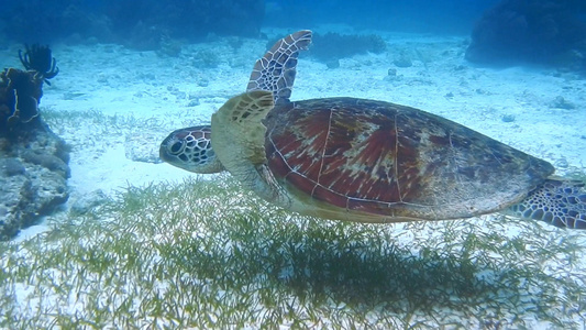 菲律宾薄荷岛balicasa海龟视频