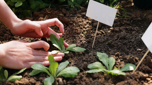 户外种植物17秒视频