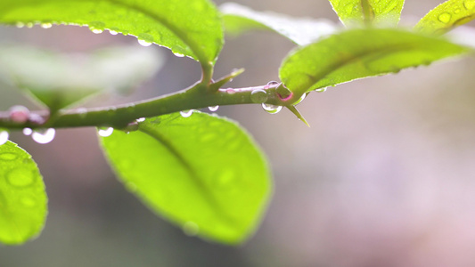 春夏季雨水绿叶上的水滴视频