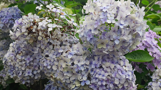 绣球花花朵4K 视频