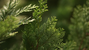 一个永生的针叶植物11秒视频