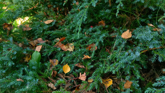 绿色的树枝和黄色叶子的顶部视图视频