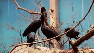 在鸟巢上对美丽的黑鸟9秒视频