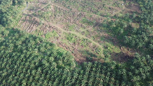 在Malaysia种植的空空中观察清空土地10秒视频